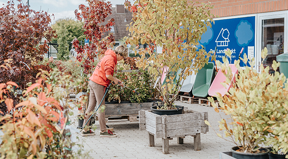 Pflanzen - Landmarkt Schönberg